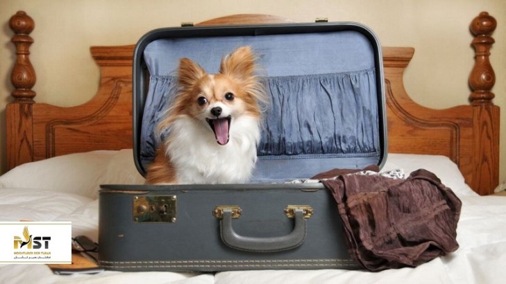 هتل‌های دوستدار حیوانات خانگی در بلک آنتالیا: بخش دوم