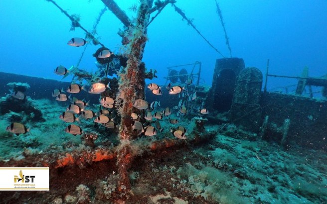 معرفی سایت‌‌های غواصی بدروم برای گردشگران