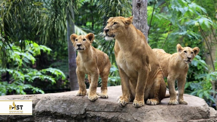 راهنمای باغ وحش‌های استانبول