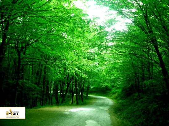 بازدید از جنگل بلگراد؛ یکی از جاذبه‌های طبیعی و فراموش نشدنی استانبول