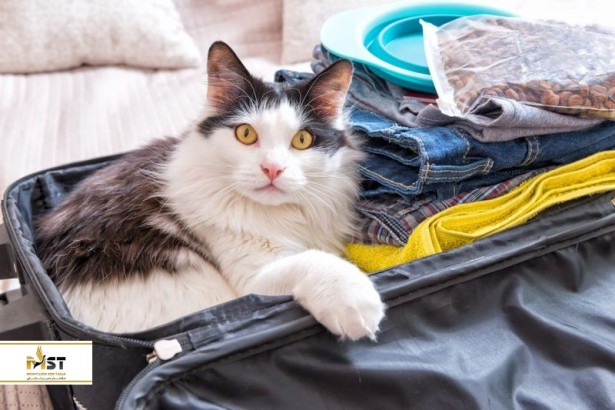 هتل‌های دوستدار حیوانات خانگی در استانبول: قسمت اول