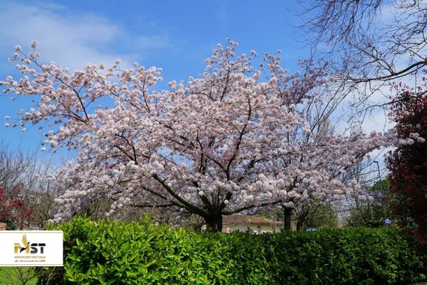 زیباترین باغ‌ها و پارک‌های استانبول