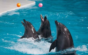 پارک دلفین ها پارک دلفین ها