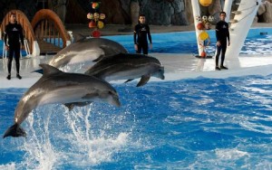 پارک دلفین ها پارک دلفین ها