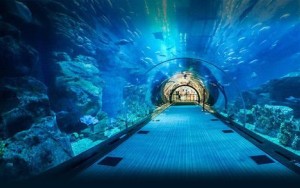 تونل آکواریوم دبی‌مال
