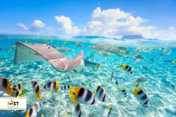 گردشی ساحلی در ۵ نقطه بینظیر دنیا گردشی ساحلی در ۵ نقطه بینظیر دنیا