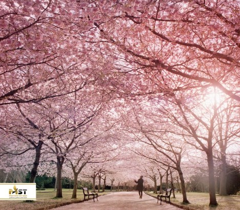 مناسبترین شهرهای آسیا برای سفر در ماه آوریل مناسبترین شهرهای آسیا برای سفر در ماه آوریل