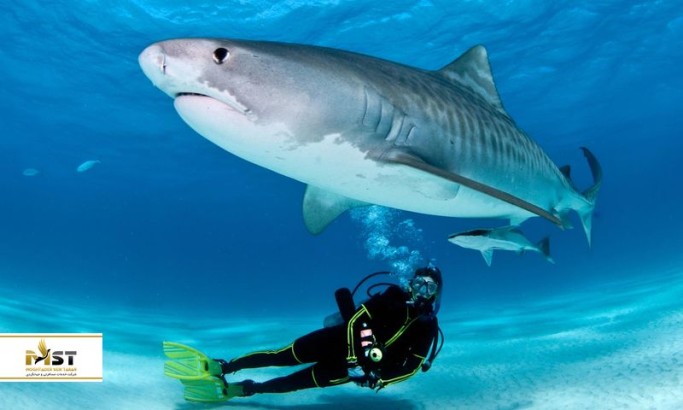 مکان‌هایی در آسیا که می‌توانید هیجان شنا با کوسه‌ها را تجربه کنید