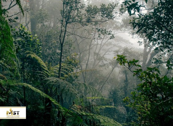 زیباترین جنگل‌های جهان را بشناسید