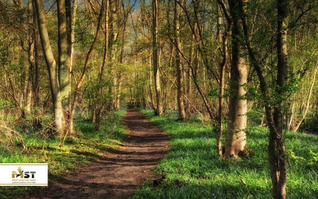 جنگل‌های زیبایی که نویسندگان از آن‌ها الهام گرفته‌اند را بشناسید