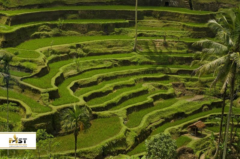 شالیهای برنج ابود