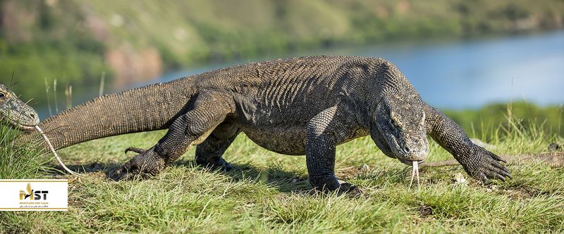  پارک ملی کومودو