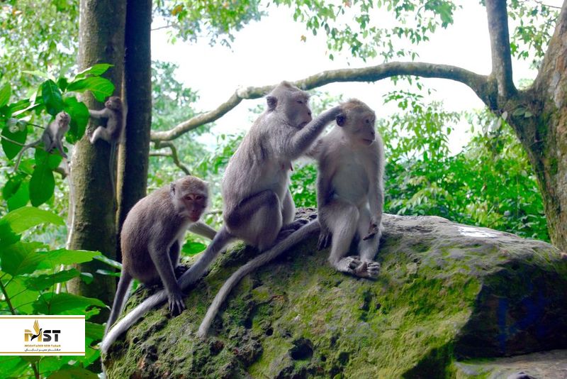 جنگل میمون&zwnj;ها