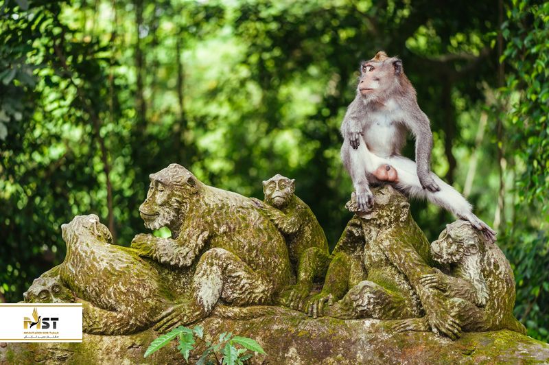 جنگل میمون&zwnj;های اوبود