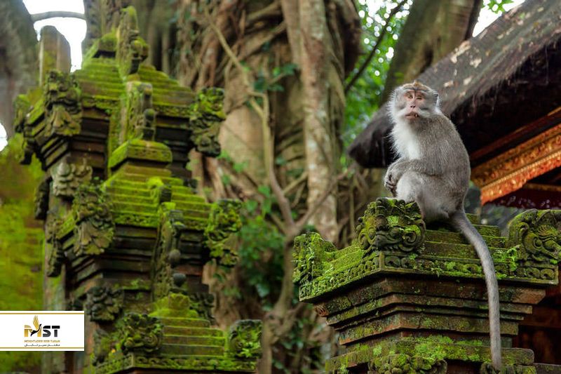 جنگل میمون&zwnj;ها