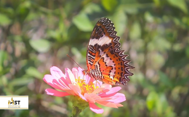 پارک پروانه&zwnj;های کمنو