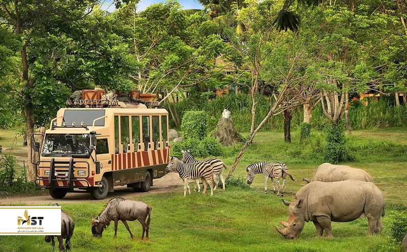 سافاری بالی