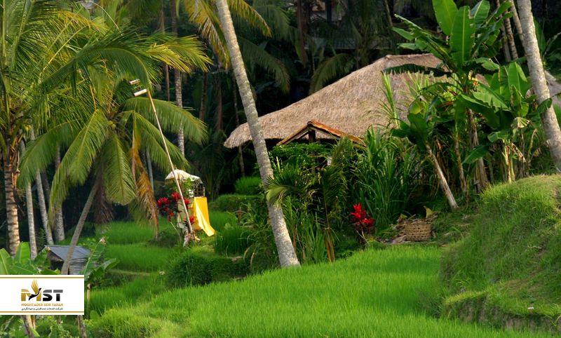 آب وهوای بالی