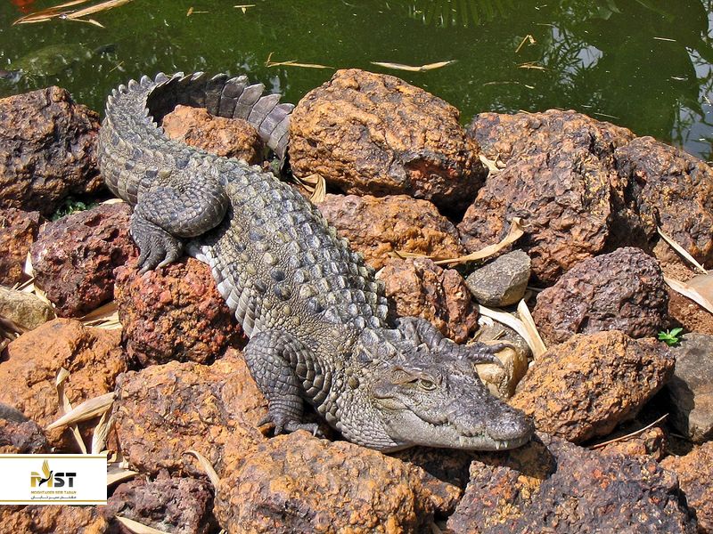 منطقه حفاظت شده گاندو