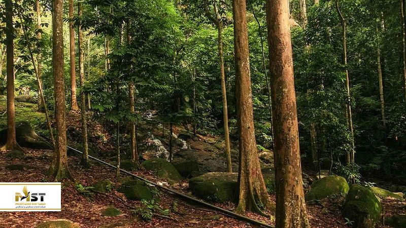 جنگل بارانی