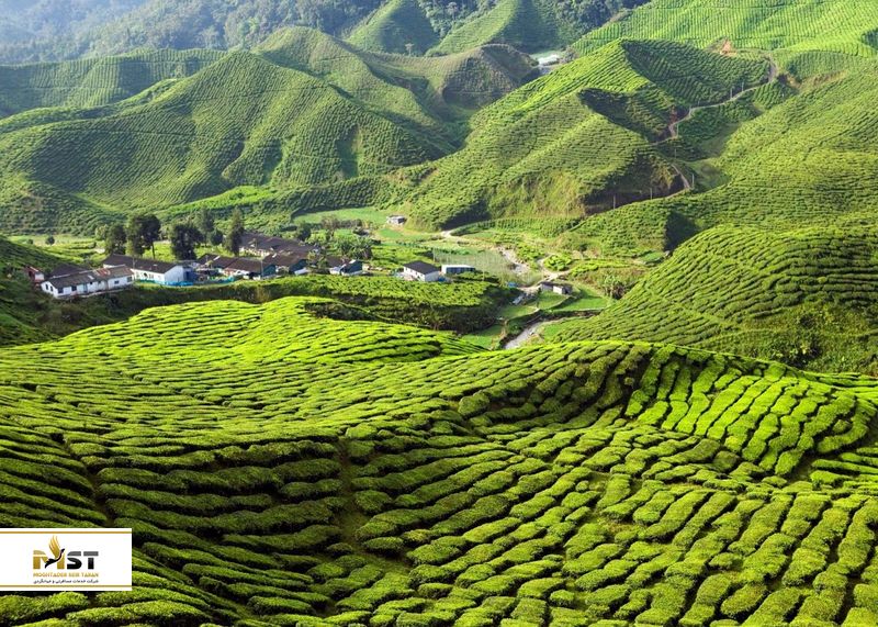 بلندی&zwnj;های کامرون