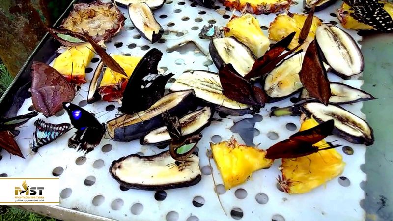 باغ پروانه در کوالالامپور