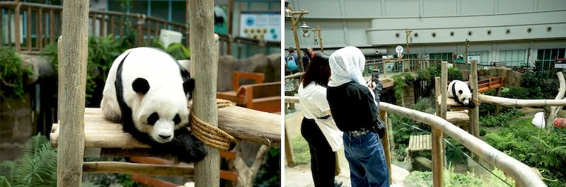 پانداهای بامزه هم در باغ وحش کوالالامپور دیده می&zwnj;شوند. این پانداها در سال ۲۰۱۴ میلادی از کشور چین به مالزی قرض داده شدند. 