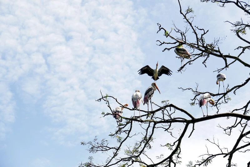 در باغ وحش کوالالامپور، پرندگان دیدنی و خاصی مانند لک&zwnj;لک&zwnj;های رنگارنگ، قوها و پلیکان&zwnj;ها هم زندگی می&zwnj;کنند. 