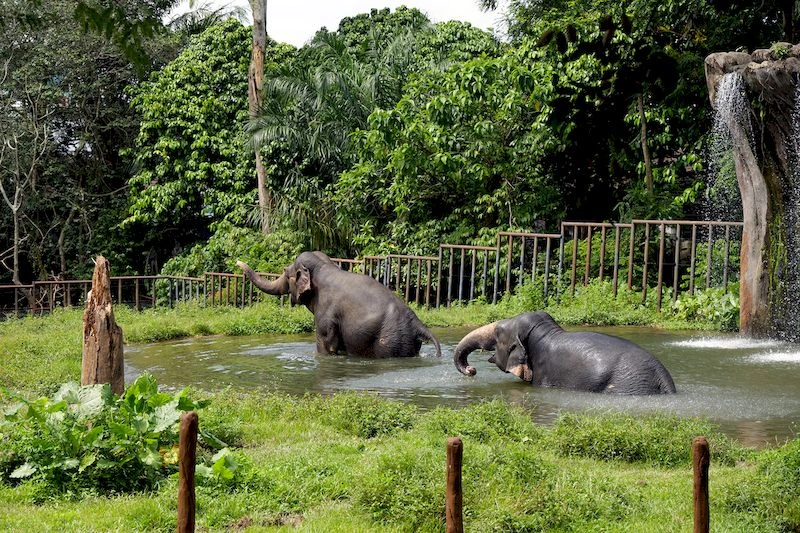 برای بازدید از فیل&zwnj;های کهنسال و عظیم&zwnj;الجثه هم باید راهی بخش فیل&zwnj;های آسیایی در این مجموعه شوید. ۳ فیل پیر و بامزه در این بخش نگهداری می&zwnj;شوند: