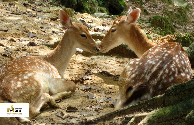 پارک گوزن&zwnj;ها