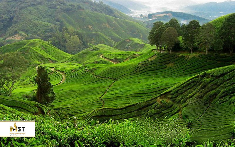 تپه&zwnj;های سبز