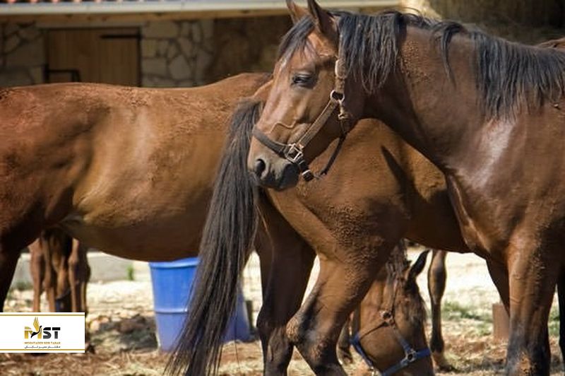  سفر به لنکاوی