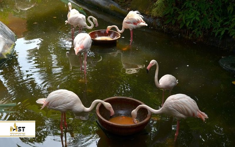 Langkawi Wildlife Park