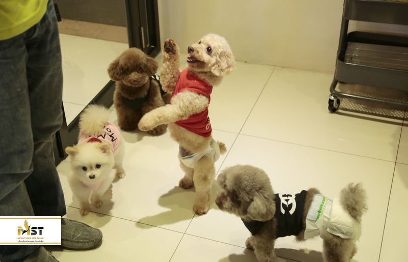 کافهی حیوانات