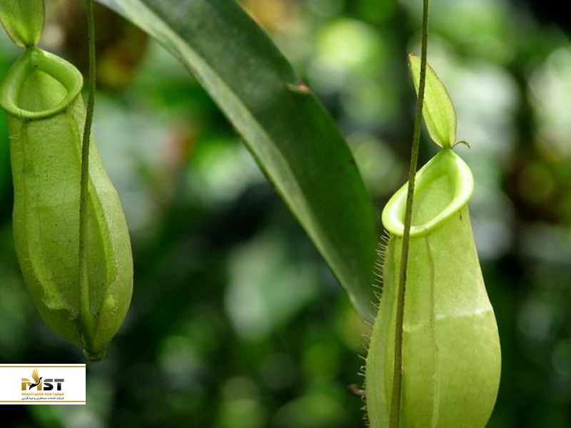 کارناوال بینالمللی سبز