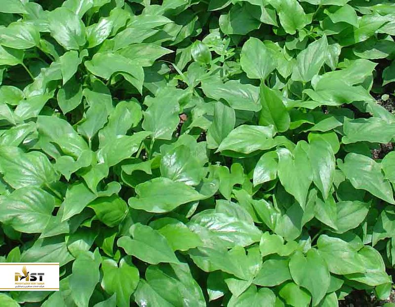 باغ گیاهان دارویی در پنانگ مالزی