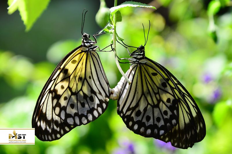 butterfly-land-penang