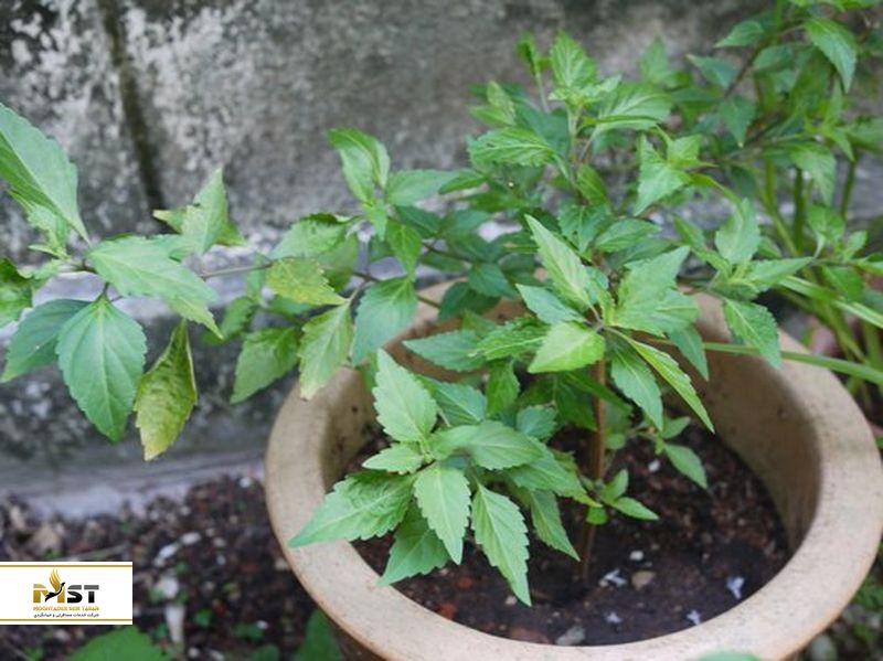 medicinal-plants-land