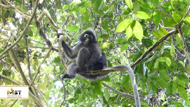  پارک ملی پنانگ