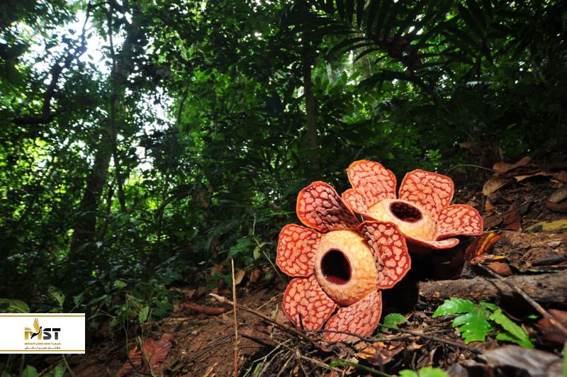 پارک ملی گونونگ گادینگ