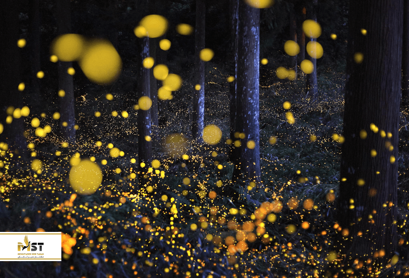 پارک تفریحی فایرفلای ولی