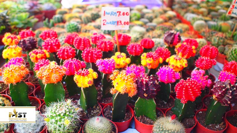 گلخانههای کاکتوس در مالزی