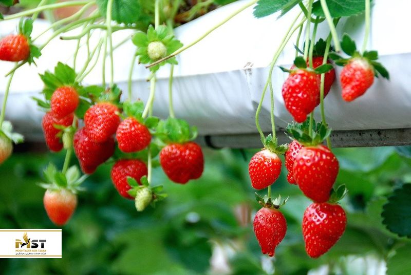 مزارع توتفرنگی در مالزی