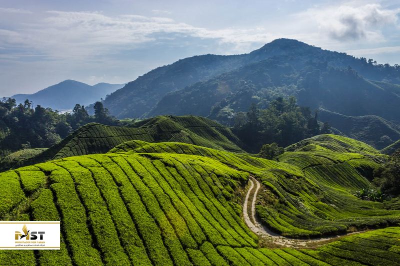 ارتفاعات کامرون