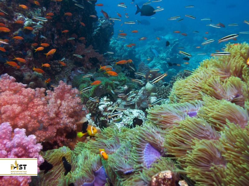 جانوران دریایی مختلف