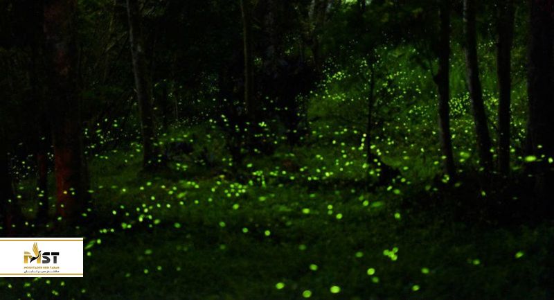 کرمهای شبتاب کوالاسلانگور