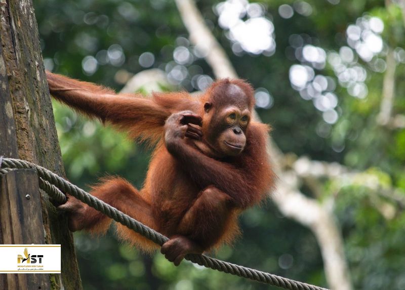 اورانگوتان ساندانک سپیلوک