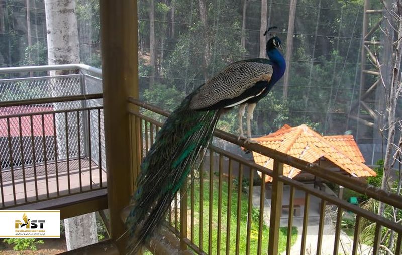 باغوحش مالاکا