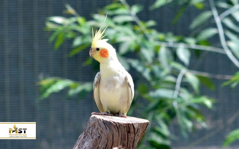 باغوحش مالاکا