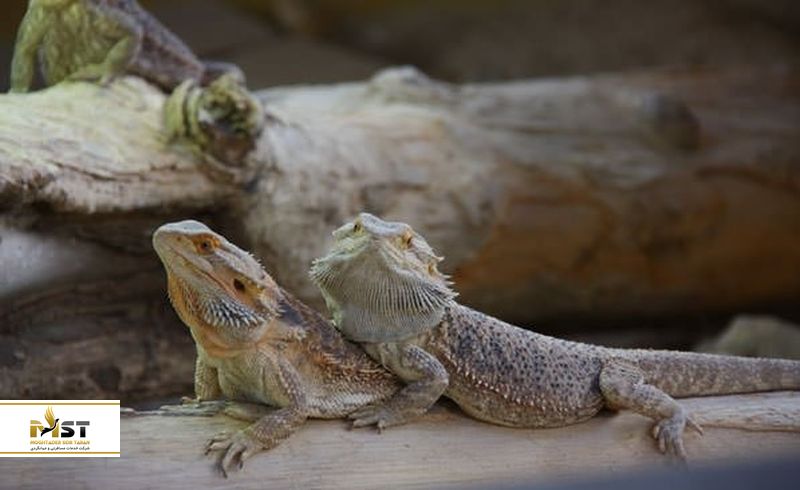 باغوحش مالاکا